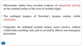 28
• Microscopic studies have revealed evidence of osteoclastic activity
on the external surface of the crest of residual ridges.
• The scalloped margins of Howship’s lacunae contain visible
osteoclasts.
• Frequently, the scalloped external surface seems inactive, without
visible bone-resorbing cells, and is covered by fibrous non-osteogenic
periosteum.
 