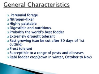  Perennial forage
 Nitrogen-fixer
 Highly palatable
 Digestible and nutritious
 Probably the world’s best fodder
 Extremely drought tolerant
 Fast growing (can be cut after 30 days of 1st
cutting)
 Frost tolerant
 Susceptible to a range of pests and diseases
 Rabi fodder crop(sown in winter, October to Nov)
 