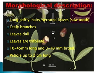 Long softly-hairy/serrated leaves (saw tooth)
 Leafy branches
 Leaves dull
 Leaves are trifoliate,
 10-45mm long and 3-10 mm broad.
 Petiole up to 2 cm long
 
