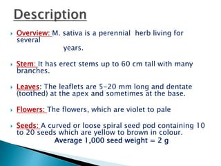  Overview: M. sativa is a perennial herb living for
several
years.
 Stem: It has erect stems up to 60 cm tall with many
branches.
 Leaves: The leaflets are 5-20 mm long and dentate
(toothed) at the apex and sometimes at the base.
 Flowers: The flowers, which are violet to pale
 Seeds: A curved or loose spiral seed pod containing 10
to 20 seeds which are yellow to brown in colour.
Average 1,000 seed weight = 2 g
 