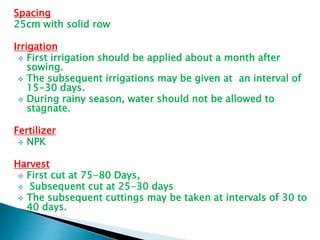 Spacing
25cm with solid row
Irrigation
 First irrigation should be applied about a month after
sowing.
 The subsequent irrigations may be given at an interval of
15-30 days.
 During rainy season, water should not be allowed to
stagnate.
Fertilizer
 NPK
Harvest
 First cut at 75-80 Days,
 Subsequent cut at 25-30 days
 The subsequent cuttings may be taken at intervals of 30 to
40 days.
 