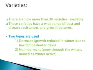  There are now more than 30 varieties available.
 These varieties have a wide range of pest and
disease resistances and growth patterns.
 Two types are used
1) Dormant (growth reduced in winter due to
low temp/shorter days)
2) Non-dormant (grow through the winter,
named as Winter active)
 