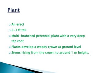  An erect
 2-3 ft tall
 Multi-branched perennial plant with a very deep
tap root
 Plants develop a woody crown at ground level
 Stems rising from the crown to around 1 m height.
 