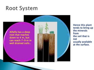 Hence this plant
tends to bring up
the minerals
from
the soil that is
not
usually available
at the surface.
Alfalfa has a deep
root that reaches
down to 4 m, but
can reach 7-9 m in
well drained soils..
 