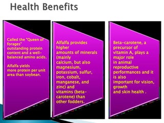Called the "Queen of
forages"
outstanding protein
content and a well-
balanced amino acids.
Alfalfa yields
more protein per unit
area than soybean.
Alfalfa provides
higher
amounts of minerals
(mainly
calcium, but also
magnesium,
potassium, sulfur,
iron, cobalt,
manganese, and
zinc) and
vitamins (beta-
carotene) than
other fodders.
Beta-carotene, a
precursor of
vitamin A, plays a
major role
in animal
reproductive
performances and it
is also
important for vision,
growth
and skin health .
 