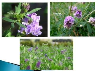 Trifoliate Flower
Field
 