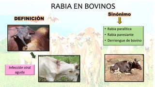 Rabia Rind Rabia en bovinos | PPTX