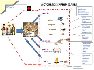 VECTORES DE ENFERMEDADES
ROEDORES
CERDOS
AVES
INSECTOS
Cólera
Fiebre Tifoidea
Salmonelosis
Disentería, giargiasis
Diarreas, amebiasis
Fiebre Tifoidea
Gastroenteritis
Diarreas
Lepra
Intox. alimenticia
Malaria
Fiebre Amarilla
Dengue
Encefalitis virica
Peste
Tifus murino
Dermatitis
Peste bubónica
Tifus murino
Leptospirosis
Diarreas
Disentería
Rabia
Peste bubónica
Tifus murino
Leptospirosis
Diarreas
Disentería
Rabia
(Mordiscos, eses y orina)
Toxoplasmosis
( eses)
(Ingestión de carne contaminada)
Residuos
Sólidos
SALUD
Cucarachas
Mosquitos
Moscas
Pulgas
 