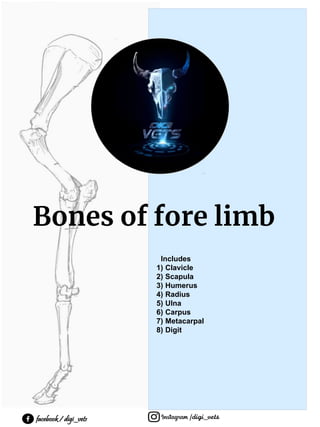 Bone of fore_limb | PDF