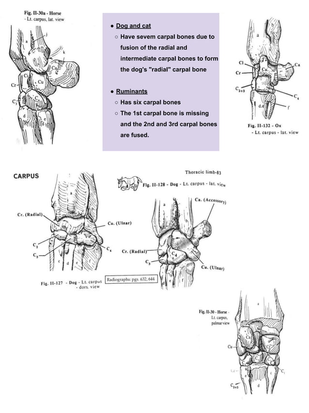 Bone of fore_limb | PDF