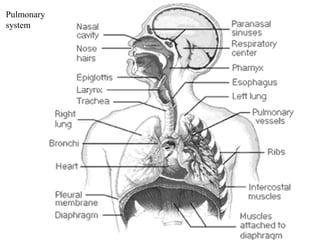 Respiratory System(RS) Pulmonary system 