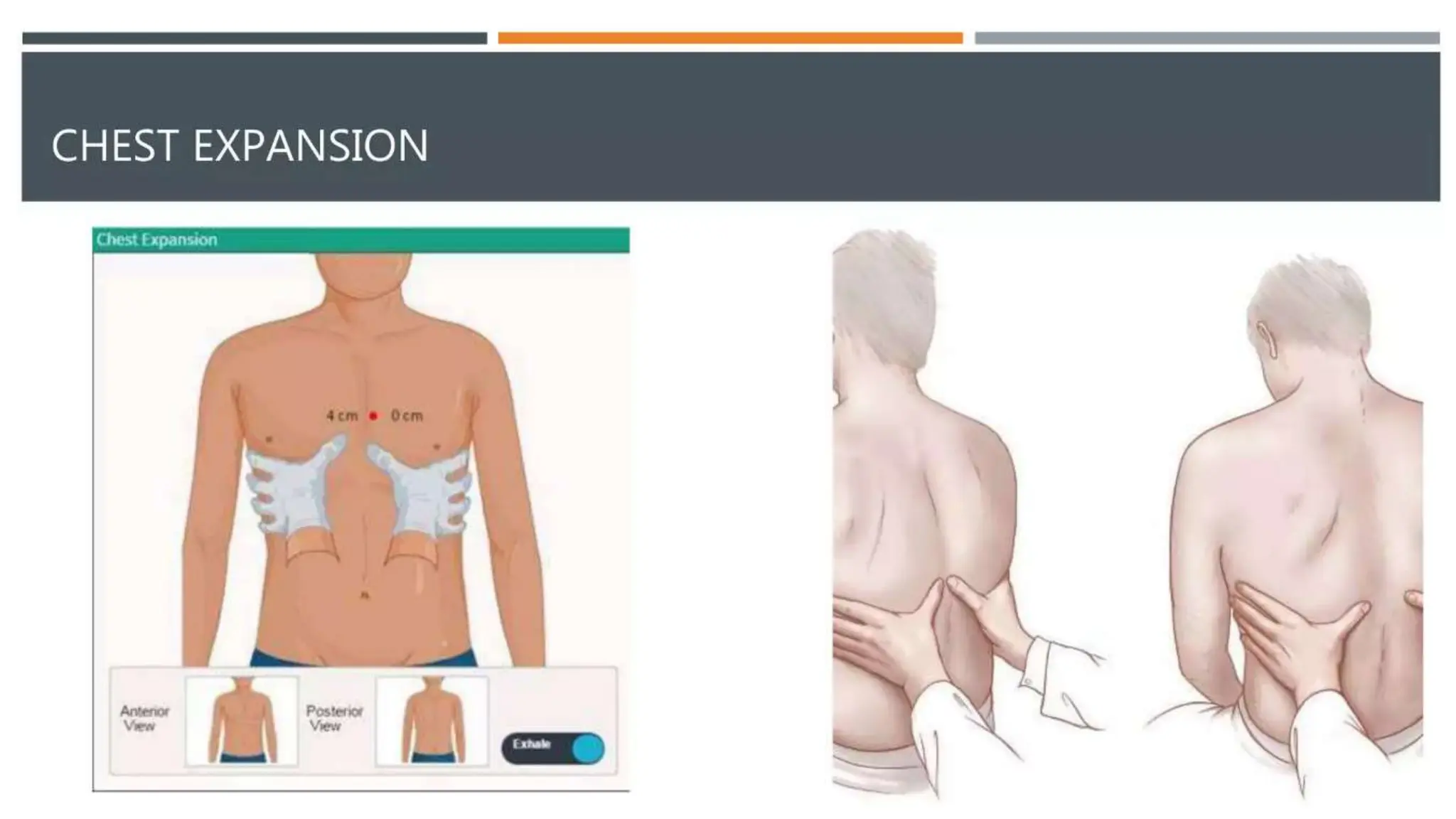 Posterior chest excursion - Touristvisitorguides.com