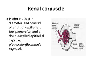 Renal corpuscle
It is about 200 µ in
diameter, and consists
of a tuft of capillaries;
the glomerulus, and a
double-walled epithelial
capsule;
glomerular(Bowman's
capsule).
 