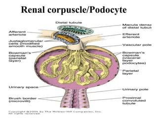 Renal corpuscle/Podocyte
 