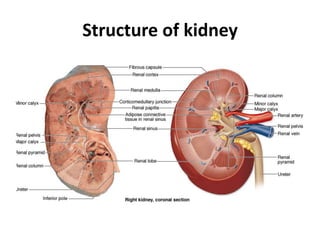 Structure of kidney
 