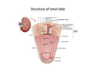 Structure of renal lobe
 