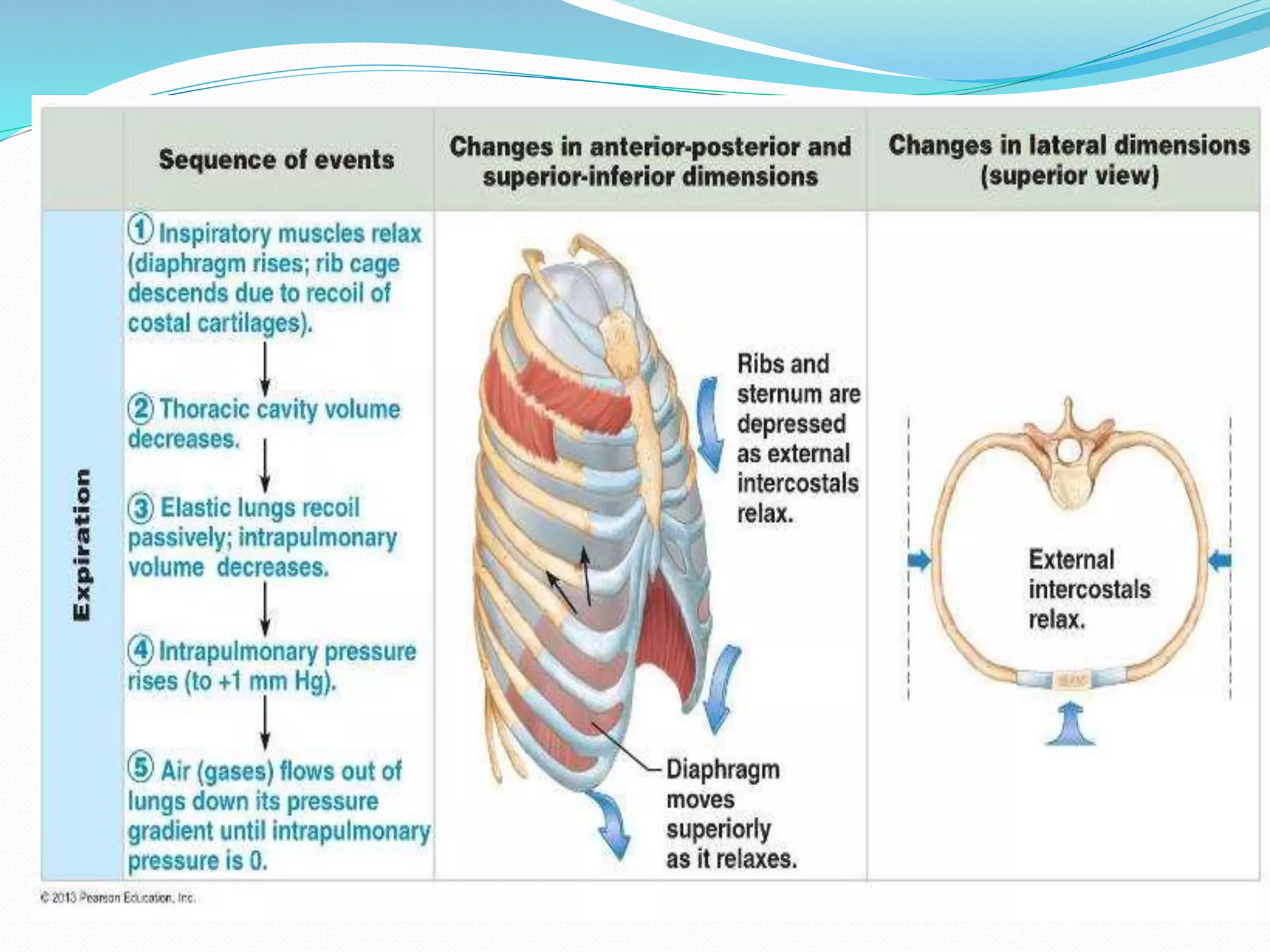 Mechanism of Respiration