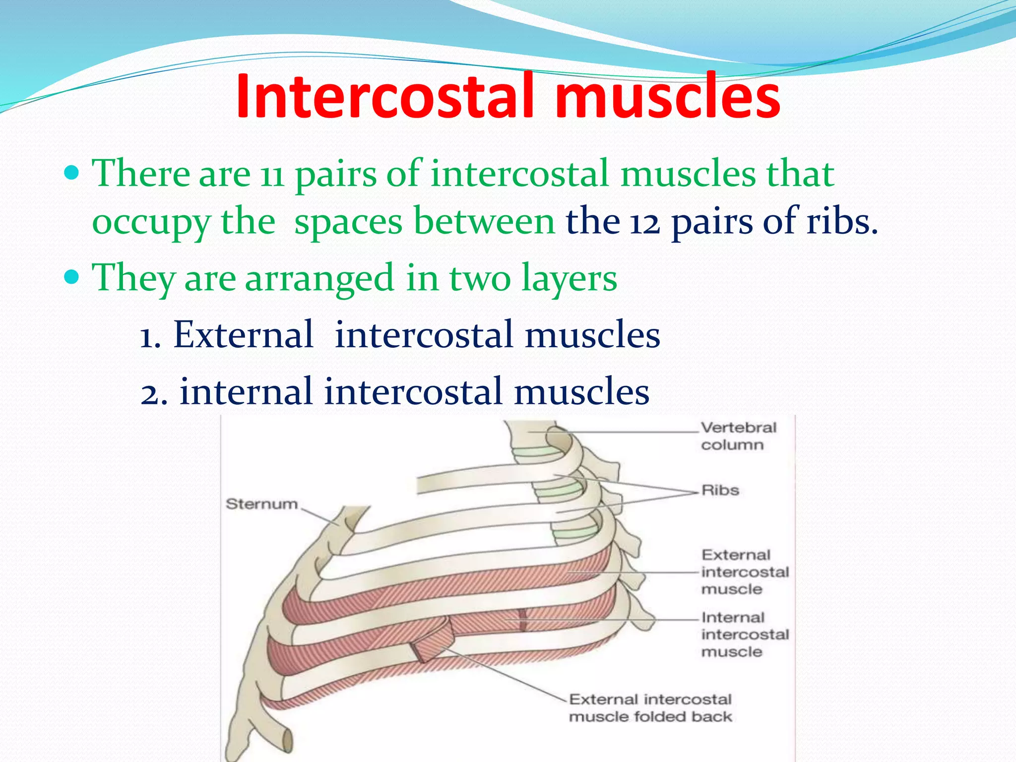 Intercostal muscles
There are 11 pairs of intercostal muscles that
occupy the spaces between the 12 pairs of ribs.
They are arranged in two layers
1. External intercostal muscles
2. internal intercostal muscles