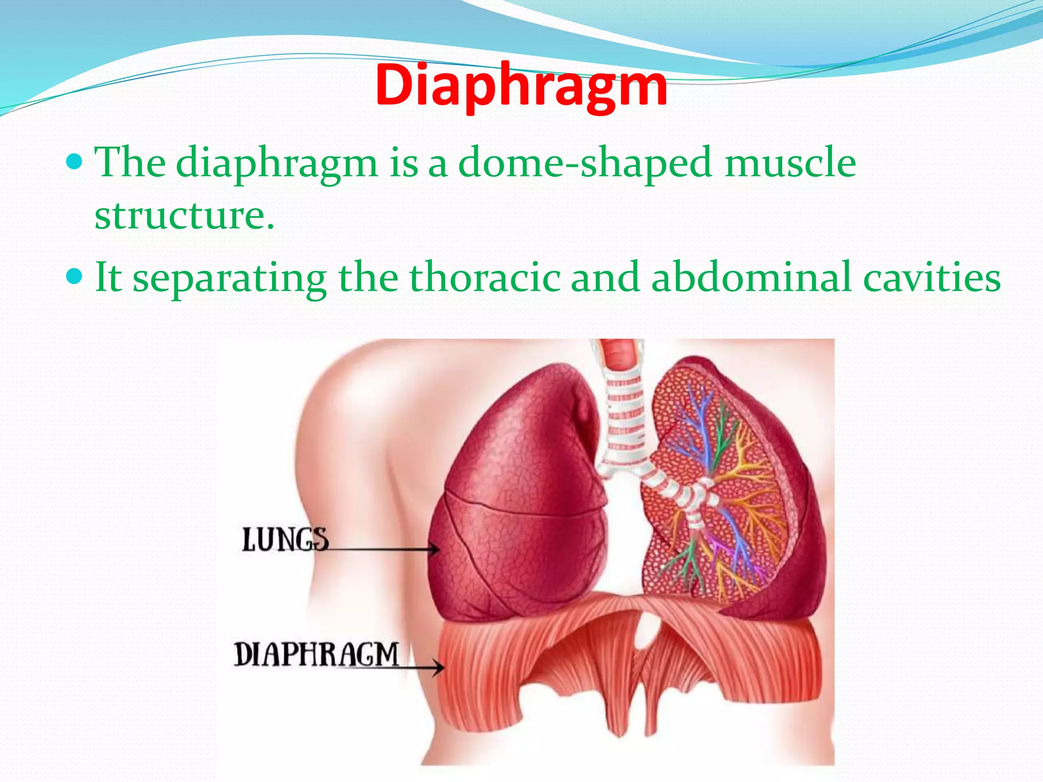 Diaphragm
The diaphragm is a dome-shaped muscle
structure.
It separating the thoracic and abdominal cavities