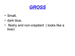 GROSS
• Small,
• dark blue,
• fleshy and non-crepitant ( looks like a
liver)
 