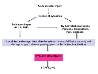 Acute alveolar injury
Release of cytokines
By Macrophages
(IL1, 8, TNF)
By Activated neutrophils
(Protease, leukotrienes,
PAF, Oxidases)
Local tissue damage, intra alveolar edema loss of diffusion capacity and
damage to type II alveolar pneumocytes Surfactant inactivation
HYALINE MEMBRANE
STIFF LUNG
 
