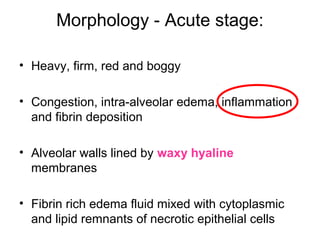 Morphology - Acute stage:
• Heavy, firm, red and boggy
• Congestion, intra-alveolar edema, inflammation
and fibrin deposition
• Alveolar walls lined by waxy hyaline
membranes
• Fibrin rich edema fluid mixed with cytoplasmic
and lipid remnants of necrotic epithelial cells
 