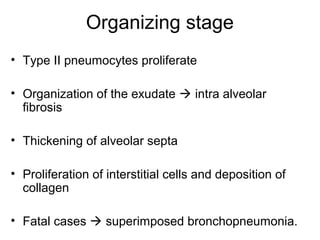 Organizing stage
• Type II pneumocytes proliferate
• Organization of the exudate  intra alveolar
fibrosis
• Thickening of alveolar septa
• Proliferation of interstitial cells and deposition of
collagen
• Fatal cases  superimposed bronchopneumonia.
 