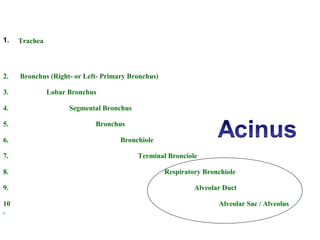 _
1. Trachea       
2. Bronchus (Right- or Left- Primary Bronchus)
3. Lobar Bronchus
4. Segmental Bronchus
5. Bronchus
6. Bronchiole
7. Terminal Bronciole
8. Respiratory Bronchiole
9. Alveolar Duct
10
.
Alveolar Sac / Alveolus
 