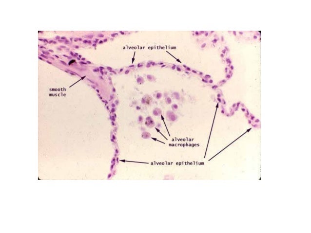 RESPIRATORY SYSTEM: INTRODUCTION, ATELECTASIS, ARDS