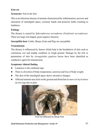 Small Ruminant Production and Management : Grade 10 97
Foot rot
Synonyms- foul in the foot
This is an infectious disease of animals characterized by inflammation, necrosis and
ulceration of interdigital space, coronary bands and posterior limbs resulting to
lambness.
Etiology
The disease is caused by Spherophorous necrophorus (Fusiformis necrophorus).
These are large rod shaped, gram negative bacteria.
Susceptible host- Cattle, Sheep, Goats and Pigs are susceptible
Transmission
The disease is influenced by factors which help in the breakdown of skin such as
continuous wet and muddy condition or rough ground. Damage by the tick or
penetration of skin by strongyloides papilosa larvae have been identified as
conductive agent for transmission.
Symptoms/ clinical finding
 Lameness is the cardianal sign.
 There is elevation of body temperature, anorexia and loss of body weight.
 The skin of the interdigital space shows ulcerative changes.
 Affected animals may kick on the ground and disincline to move or try to move
on two legs due to pain.
Foot rot affected on sheep foot
 