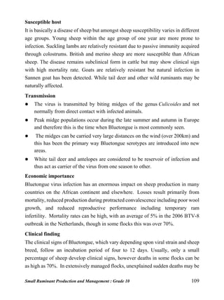 Small Ruminant Production and Management : Grade 10 109
Susceptible host
It is basically a disease of sheep but amongst sheep susceptibility varies in different
age groups. Young sheep within the age group of one year are more prone to
infection. Suckling lambs are relatively resistant due to passive immunity acquired
through colostrums. British and merino sheep are more susceptible than African
sheep. The disease remains subclinical form in cattle but may show clinical sign
with high mortality rate. Goats are relatively resistant but natural infection in
Sannen goat has been detected. While tail deer and other wild ruminants may be
naturally affected.
Transmission
 The virus is transmitted by biting midges of the genus Culicoides and not
normally from direct contact with infected animals.
 Peak midge populations occur during the late summer and autumn in Europe
and therefore this is the time when Bluetongue is most commonly seen.
 The midges can be carried very large distances on the wind (over 200km) and
this has been the primary way Bluetongue serotypes are introduced into new
areas.
 White tail deer and antelopes are considered to be reservoir of infection and
thus act as carrier of the virus from one season to other.
Economic importance
Bluetongue virus infection has an enormous impact on sheep production in many
countries on the African continent and elsewhere. Losses result primarily from
mortality, reduced production during protracted convalescence including poor wool
growth, and reduced reproductive performance including temporary ram
infertility. Mortality rates can be high, with an average of 5% in the 2006 BTV-8
outbreak in the Netherlands, though in some flocks this was over 70%.
Clinical finding
The clinical signs of Bluetongue, which vary depending upon viral strain and sheep
breed, follow an incubation period of four to 12 days. Usually, only a small
percentage of sheep develop clinical signs, however deaths in some flocks can be
as high as 70%. In extensively managed flocks, unexplained sudden deaths may be
 