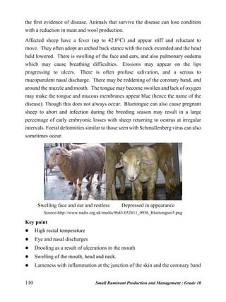 110 Small Ruminant Production and Management : Grade 10
the first evidence of disease. Animals that survive the disease can lose condition
with a reduction in meat and wool production.
Affected sheep have a fever (up to 42.0°C) and appear stiff and reluctant to
move. They often adopt an arched back stance with the neck extended and the head
held lowered. There is swelling of the face and ears, and also pulmonary oedema
which may cause breathing difficulties. Erosions may appear on the lips
progressing to ulcers. There is often profuse salivation, and a serous to
mucopurulent nasal discharge. There may be reddening of the coronary band, and
around the muzzle and mouth. The tongue may become swollen and lack of oxygen
may make the tongue and mucous membranes appear blue (hence the name of the
disease). Though this does not always occur. Bluetongue can also cause pregnant
sheep to abort and infection during the breeding season may result in a large
percentage of early embryonic losses with sheep returning to oestrus at irregular
intervals. Foetal deformities similar to those seen with Schmallenberg virus can also
sometimes occur.
Swelling face and ear and restless Depressed in appearance
Source-http://www.nadis.org.uk/media/9643/052611_0956_Bluetonguei5.png
Key point
 High rectal temperature
 Eye and nasal discharges
 Drooling as a result of ulcerations in the mouth
 Swelling of the mouth, head and neck.
 Lameness with inflammation at the junction of the skin and the coronary band
 