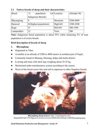 Small Ruminant Production and Management : Grade 10 7
2.1 Natives breeds of sheep and their characteristics
Breed % population (of
Indigenous Breeds)
Location Altitude( M)
Bhyanglung 4 Mountain 2500-4000
Baruwal 63(highest population) High hill 1500-2500
Kage 21 Mid hill 300-1500
Lampuchhre 12 Terai 300
Note: Indigenous breed population is about 95% while remaining 5% of total
population is of exotic breeds.
Brief description of breeds of sheep
1. Bhyanglung
 Originated in Tibet.
 Available at an altitude of 2500 to 4000 meters in northern part of Nepal.
 Commonly found in Manang, Mustang, dolpa and Jumla district.
 Is strong and stout with short legs weighing about 25-35 kg.
 Maintained under transhumance system according to the season.
 Wool of this breed seems fine and soft in caparison to other Nepalese breeds.
Bhyanglung sheep (source- http://1.bp.blogspot.com/-
Mq4ndJSXVdE/VYUDgsceLiI/AAAAAAAAA3M/RYZZwFhisuk/s1600/bhyanglung.png)
 