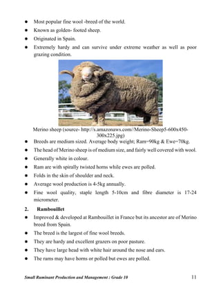 Small Ruminant Production and Management : Grade 10 11
 Most popular fine wool -breed of the world.
 Known as golden- footed sheep.
 Originated in Spain.
 Extremely hardy and can survive under extreme weather as well as poor
grazing condition.
Merino sheep (source- http://s.amazonaws.com//Merino-Sheep5-600x450-
300x225.jpg)
 Breeds are medium sized. Average body weight; Ram=90kg & Ewe=70kg.
 The head of Merino sheep is of medium size, and fairly well covered with wool.
 Generally white in colour.
 Ram are with spirally twisted horns while ewes are polled.
 Folds in the skin of shoulder and neck.
 Average wool production is 4-5kg annually.
 Fine wool quality, staple length 5-10cm and fibre diameter is 17-24
micrometer.
2. Rambouillet
 Improved & developed at Rambouillet in France but its ancestor are of Merino
breed from Spain.
 The breed is the largest of fine wool breeds.
 They are hardy and excellent grazers on poor pasture.
 They have large head with white hair around the nose and ears.
 The rams may have horns or polled but ewes are polled.
 