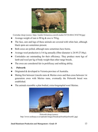 Small Ruminant Production and Management : Grade 10 13
Corriedae sheep (source- https://media1.britannica.com/eb-media/34/534-004-C3F42744.jpg)
 Average weight of ram is 90 kg & ewe is 70 kg.
 The face, ears and legs of these animals are covered with white hair, although
black spots are sometimes present.
 Both sexes are polled, although rams sometimes have horns.
 Average wool production is 5-6 kg annually (fiber diameter is 24.95-27.84µ).
 Corriedales are outstanding for their efficiency. They produce more kgs of
lamb and wool per kg of body weight than other range breeds.
 The ewes are considered fair in prolificacy and milking ability.
4. Polworth
 Originated & developed in Victoria province of Australia.
 Mating first between Lincoln rams & Merino ewes and then cross between 1st
generation ewes with Merino rams, eventually the Polworth breed was
established.
 The animals resemble a plan bodied, extra-longstapled wool Merino.
Polworth sheep (source-
http://www.nzsheep.co.nz/uploads/images/breeds/polwarth/polwarth1.jpg)
 