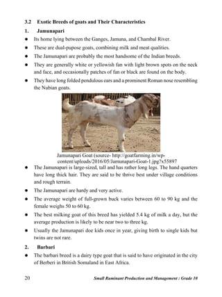 20 Small Ruminant Production and Management : Grade 10
3.2 Exotic Breeds of goats and Their Characteristics
1. Jamunapari
 Its home lying between the Ganges, Jamuna, and Chambal River.
 These are dual-pupose goats, combining milk and meat qualities.
 The Jamunapari are probably the most handsome of the Indian breeds.
 They are generally white or yellowish fan with light brown spots on the neck
and face, and occasionally patches of fan or black are found on the body.
 They have long folded pendulous ears and a prominent Roman nose resembling
the Nubian goats.
Jamunapari Goat (source- http://goatfarming.in/wp-
content/uploads/2016/05/Jamunapari-Goat-1.jpg?x55897
 The Jamunapari is large-sized, tall and has rather long legs. The hand quarters
have long thick hair. They are said to be thrive best under village conditions
and rough terrain.
 The Jamunapari are hardy and very active.
 The average weight of full-grown buck varies between 60 to 90 kg and the
female weighs 50 to 60 kg.
 The best milking goat of this breed has yielded 5.4 kg of milk a day, but the
average production is likely to be near two to three kg.
 Usually the Jamunapari doe kids once in year, giving birth to single kids but
twins are not rare.
2. Barbari
 The barbari breed is a dairy type goat that is said to have originated in the city
of Berberi in British Somaland in East Africa.
 