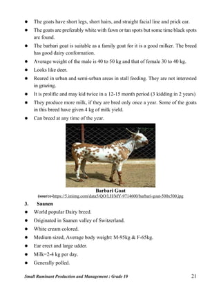 Small Ruminant Production and Management : Grade 10 21
 The goats have short legs, short hairs, and straight facial line and prick ear.
 The goats are preferably white with fawn or tan spots but some time black spots
are found.
 The barbari goat is suitable as a family goat for it is a good milker. The breed
has good dairy conformation.
 Average weight of the male is 40 to 50 kg and that of female 30 to 40 kg.
 Looks like deer.
 Reared in urban and semi-urban areas in stall feeding. They are not interested
in grazing.
 It is prolific and may kid twice in a 12-15 month period (3 kidding in 2 years)
 They produce more milk, if they are bred only once a year. Some of the goats
in this breed have given 4 kg of milk yield.
 Can breed at any time of the year.
Barbari Goat
(source-https://5.imimg.com/data5/QO/LH/MY-9714600/barbari-goat-500x500.jpg
3. Saanen
 World popular Dairy breed.
 Originated in Saanen valley of Switzerland.
 White cream colored.
 Medium sized, Average body weight: M-95kg & F-65kg.
 Ear erect and large udder.
 Milk=2-4 kg per day.
 Generally polled.
 