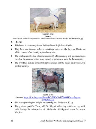 22 Small Ruminant Production and Management : Grade 10
Saanen goat
(source-
https://www.nationalsaanenbreeders.com/nationalshows/2016/GRAND%20CHAMPION.jpg
4. Beetal
 This breed is commonly found in Punjab and Rajisthan of India.
 They have no standard color or markings but generally they are black, tan
white, brown, often heavily spotted on white.
 The head resembles that of Jamunapari with a Roman nose and long pendulous
ears, but the ears are not so long, curved or prominent as in the Jamunapari.
 The breed has curved horns sloping backwards and the males have beards, but
not the females.
Beetal Goat
(source- https://4.imimg.com/data4/BO/BB/MY-10786044/beetal-goat-
500x500.jpg
 The average male goat weighs about 60 kg and the female 40 kg.
 The goats are prolific. They yield 2 to 3 kg of milk a day but the average milk
yield during a lactation period of 133 days is 161.8 kg with butter fat content
of 4.5 %.
 