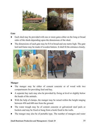 Small Ruminant Production and Management : Grade 10 39
Gate
 Each shed may be provided with one or more gates either on the long or broad
sides of the sheds depending upon the dimensions of the shed.
 The dimensions of each gate may be 0.8 m broad and one metre high. The gate
leaf and frame may be made of wooden battens. It shall fit the entrance closely.
Manger
 The manger may be either of cement concrete or of wood with two
compartments for providing feed and hay.
 A separate hay rack may also be provided by fixing at level or slightly below
the heads of the animals.
 With the help of clamps, the manger may be raised within the height ranging
between 450 and 600 mm from the ground.
 The water trough may be of cement concrete or galvanized steel pails or
buckets and may be fixed or hung from a hook fixed to the walls.
 The manger may also be of portable type. The number of mangers and water
 