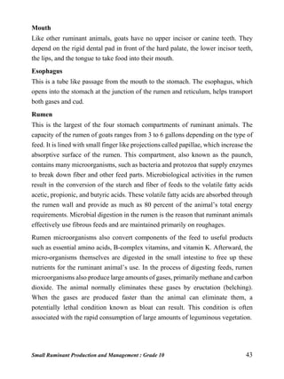 Small Ruminant Production and Management : Grade 10 43
Mouth
Like other ruminant animals, goats have no upper incisor or canine teeth. They
depend on the rigid dental pad in front of the hard palate, the lower incisor teeth,
the lips, and the tongue to take food into their mouth.
Esophagus
This is a tube like passage from the mouth to the stomach. The esophagus, which
opens into the stomach at the junction of the rumen and reticulum, helps transport
both gases and cud.
Rumen
This is the largest of the four stomach compartments of ruminant animals. The
capacity of the rumen of goats ranges from 3 to 6 gallons depending on the type of
feed. It is lined with small finger like projections called papillae, which increase the
absorptive surface of the rumen. This compartment, also known as the paunch,
contains many microorganisms, such as bacteria and protozoa that supply enzymes
to break down fiber and other feed parts. Microbiological activities in the rumen
result in the conversion of the starch and fiber of feeds to the volatile fatty acids
acetic, propionic, and butyric acids. These volatile fatty acids are absorbed through
the rumen wall and provide as much as 80 percent of the animal’s total energy
requirements. Microbial digestion in the rumen is the reason that ruminant animals
effectively use fibrous feeds and are maintained primarily on roughages.
Rumen microorganisms also convert components of the feed to useful products
such as essential amino acids, B-complex vitamins, and vitamin K. Afterward, the
micro-organisms themselves are digested in the small intestine to free up these
nutrients for the ruminant animal’s use. In the process of digesting feeds, rumen
microorganisms also produce large amounts of gases, primarily methane and carbon
dioxide. The animal normally eliminates these gases by eructation (belching).
When the gases are produced faster than the animal can eliminate them, a
potentially lethal condition known as bloat can result. This condition is often
associated with the rapid consumption of large amounts of leguminous vegetation.
 