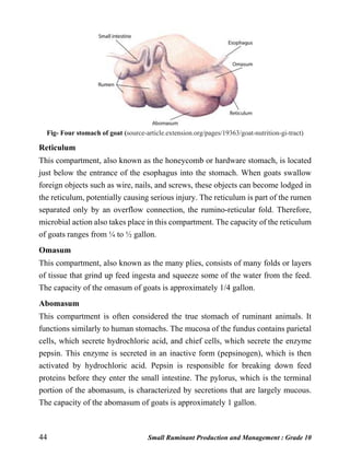 44 Small Ruminant Production and Management : Grade 10
Fig- Four stomach of goat (source-article.extension.org/pages/19363/goat-nutrition-gi-tract)
Reticulum
This compartment, also known as the honeycomb or hardware stomach, is located
just below the entrance of the esophagus into the stomach. When goats swallow
foreign objects such as wire, nails, and screws, these objects can become lodged in
the reticulum, potentially causing serious injury. The reticulum is part of the rumen
separated only by an overflow connection, the rumino-reticular fold. Therefore,
microbial action also takes place in this compartment. The capacity of the reticulum
of goats ranges from ¼ to ½ gallon.
Omasum
This compartment, also known as the many plies, consists of many folds or layers
of tissue that grind up feed ingesta and squeeze some of the water from the feed.
The capacity of the omasum of goats is approximately 1/4 gallon.
Abomasum
This compartment is often considered the true stomach of ruminant animals. It
functions similarly to human stomachs. The mucosa of the fundus contains parietal
cells, which secrete hydrochloric acid, and chief cells, which secrete the enzyme
pepsin. This enzyme is secreted in an inactive form (pepsinogen), which is then
activated by hydrochloric acid. Pepsin is responsible for breaking down feed
proteins before they enter the small intestine. The pylorus, which is the terminal
portion of the abomasum, is characterized by secretions that are largely mucous.
The capacity of the abomasum of goats is approximately 1 gallon.
 