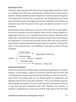 Small Ruminant Production and Management : Grade 10 47
Hydrolysis of Fats
Almost the entire fat portion of the diet consists of triglycerides (neutral fats), which
are combinations of three fatty acid molecules condensed with a single glycerol
molecule. During condensation, three molecules of water are removed. Digestion
of the triglycerides consists of the reverse process: the fat digesting enzymes return
three molecules of water to the triglyceride molecule and thereby split the fatty acid
molecules away from the glycerol. Here again, the digestive process is one of
hydrolysis.
Emulsification of fats initiates due to secretion of bile salts from the gall bladder.
Fat must be emulsified to provide sufficient surface area for efficient digestion of
triglycerides. Bile salts serve to keep the cholesterol in solution. Decreased ration
of bile salts to cholesterol may lead to the formation of gall stones. In the intestine,
the triglycerides is converted into glycerides and free fatty acids by the action of
lipase. Gastric, intestinal and pancreatic lipase aids in the digestion. The pancreatic
lipase is most important three. Any disturbance in pancreas can result in fat mal
absorption.
Gastric Lipase
Diglyceride + Fatty acids
Intestinal Lipase
Lactose Glucose + Galactose
Pancreatic Lipase
Glyceral + 3 Fatty acids
Hydrolysis of Proteins
Proteins are formed from multiple amino acids that are bound together by peptide
linkages. At each linkage, a hydroxyl ion has been removed from one amino acid
and a hydrogen ion has been removed from the succeeding one; thus, the successive
amino acids in the protein chain are also bound together by condensation, and
digestion occurs by the reverse effect hydrolysis. That is, the proteolytic enzymes
return hydrogen and hydroxyl ions from water molecules to the protein molecules
to split them into their constituent amino acids. Therefore, the chemistry of
digestion is simple because, in the case of all three major types of food, the same
 