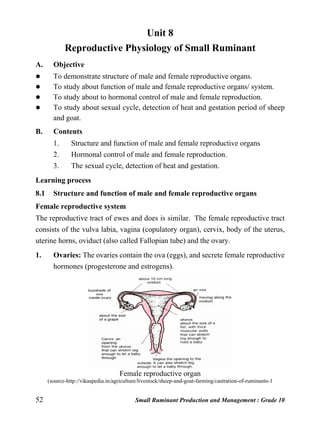 52 Small Ruminant Production and Management : Grade 10
Unit 8
Reproductive Physiology of Small Ruminant
A. Objective
 To demonstrate structure of male and female reproductive organs.
 To study about function of male and female reproductive organs/ system.
 To study about to hormonal control of male and female reproduction.
 To study about sexual cycle, detection of heat and gestation period of sheep
and goat.
B. Contents
1. Structure and function of male and female reproductive organs
2. Hormonal control of male and female reproduction.
3. The sexual cycle, detection of heat and gestation.
Learning process
8.1 Structure and function of male and female reproductive organs
Female reproductive system
The reproductive tract of ewes and does is similar. The female reproductive tract
consists of the vulva labia, vagina (copulatory organ), cervix, body of the uterus,
uterine horns, oviduct (also called Fallopian tube) and the ovary.
1. Ovaries: The ovaries contain the ova (eggs), and secrete female reproductive
hormones (progesterone and estrogens).
Female reproductive organ
(source-http://vikaspedia.in/agriculture/livestock/sheep-and-goat-farming/castration-of-ruminants-1
 