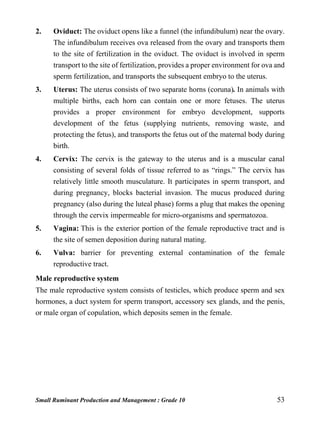 Small Ruminant Production and Management : Grade 10 53
2. Oviduct: The oviduct opens like a funnel (the infundibulum) near the ovary.
The infundibulum receives ova released from the ovary and transports them
to the site of fertilization in the oviduct. The oviduct is involved in sperm
transport to the site of fertilization, provides a proper environment for ova and
sperm fertilization, and transports the subsequent embryo to the uterus.
3. Uterus: The uterus consists of two separate horns (coruna). In animals with
multiple births, each horn can contain one or more fetuses. The uterus
provides a proper environment for embryo development, supports
development of the fetus (supplying nutrients, removing waste, and
protecting the fetus), and transports the fetus out of the maternal body during
birth.
4. Cervix: The cervix is the gateway to the uterus and is a muscular canal
consisting of several folds of tissue referred to as “rings.” The cervix has
relatively little smooth musculature. It participates in sperm transport, and
during pregnancy, blocks bacterial invasion. The mucus produced during
pregnancy (also during the luteal phase) forms a plug that makes the opening
through the cervix impermeable for micro-organisms and spermatozoa.
5. Vagina: This is the exterior portion of the female reproductive tract and is
the site of semen deposition during natural mating.
6. Vulva: barrier for preventing external contamination of the female
reproductive tract.
Male reproductive system
The male reproductive system consists of testicles, which produce sperm and sex
hormones, a duct system for sperm transport, accessory sex glands, and the penis,
or male organ of copulation, which deposits semen in the female.
 