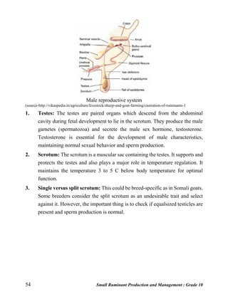 54 Small Ruminant Production and Management : Grade 10
Male reproductive system
(source-http://vikaspedia.in/agriculture/livestock/sheep-and-goat-farming/castration-of-ruminants-1
1. Testes: The testes are paired organs which descend from the abdominal
cavity during fetal development to lie in the scrotum. They produce the male
gametes (spermatozoa) and secrete the male sex hormone, testosterone.
Testosterone is essential for the development of male characteristics,
maintaining normal sexual behavior and sperm production.
2. Scrotum: The scrotum is a muscular sac containing the testes. It supports and
protects the testes and also plays a major role in temperature regulation. It
maintains the temperature 3 to 5 C below body temperature for optimal
function.
3. Single versus split scrotum: This could be breed-specific as in Somali goats.
Some breeders consider the split scrotum as an undesirable trait and select
against it. However, the important thing is to check if equalsized testicles are
present and sperm production is normal.
 