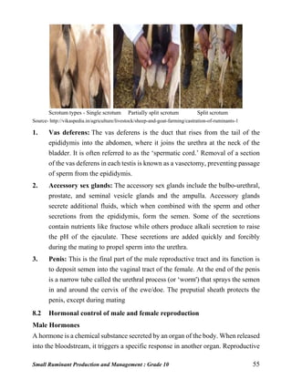 Small Ruminant Production and Management : Grade 10 55
Scrotum types - Single scrotum Partially split scrotum Split scrotum
Source- http://vikaspedia.in/agriculture/livestock/sheep-and-goat-farming/castration-of-ruminants-1
1. Vas deferens: The vas deferens is the duct that rises from the tail of the
epididymis into the abdomen, where it joins the urethra at the neck of the
bladder. It is often referred to as the ‘spermatic cord.’ Removal of a section
of the vas deferens in each testis is known as a vasectomy, preventing passage
of sperm from the epididymis.
2. Accessory sex glands: The accessory sex glands include the bulbo-urethral,
prostate, and seminal vesicle glands and the ampulla. Accessory glands
secrete additional fluids, which when combined with the sperm and other
secretions from the epididymis, form the semen. Some of the secretions
contain nutrients like fructose while others produce alkali secretion to raise
the pH of the ejaculate. These secretions are added quickly and forcibly
during the mating to propel sperm into the urethra.
3. Penis: This is the final part of the male reproductive tract and its function is
to deposit semen into the vaginal tract of the female. At the end of the penis
is a narrow tube called the urethral process (or ‘worm') that sprays the semen
in and around the cervix of the ewe/doe. The preputial sheath protects the
penis, except during mating
8.2 Hormonal control of male and female reproduction
Male Hormones
A hormone is a chemical substance secreted by an organ of the body. When released
into the bloodstream, it triggers a specific response in another organ. Reproductive
 