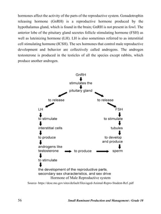 56 Small Ruminant Production and Management : Grade 10
hormones affect the activity of the parts of the reproductive system. Gonadotrophin
releasing hormone (GnRH) is a reproductive hormone produced by the
hypothalamus gland, which is found in the brain; GnRH is not present in fowl. The
anterior lobe of the pituitary gland secretes follicle stimulating hormone (FSH) as
well as luteinizing hormone (LH). LH is also sometimes referred to as interstitial
cell stimulating hormone (ICSH). The sex hormones that control male reproductive
development and behavior are collectively called androgens. The androgen
testosterone is produced in the testicles of all the species except rabbits, which
produce another androgen.
Hormone of Male Reproductive system
Source- https://dese.mo.gov/sites/default/files/aged-Animal-Repro-Student-Ref..pdf
 