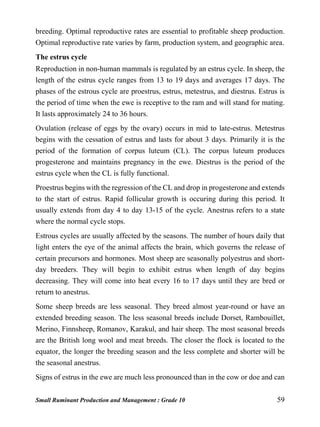 Small Ruminant Production and Management : Grade 10 59
breeding. Optimal reproductive rates are essential to profitable sheep production.
Optimal reproductive rate varies by farm, production system, and geographic area.
The estrus cycle
Reproduction in non-human mammals is regulated by an estrus cycle. In sheep, the
length of the estrus cycle ranges from 13 to 19 days and averages 17 days. The
phases of the estrous cycle are proestrus, estrus, metestrus, and diestrus. Estrus is
the period of time when the ewe is receptive to the ram and will stand for mating.
It lasts approximately 24 to 36 hours.
Ovulation (release of eggs by the ovary) occurs in mid to late-estrus. Metestrus
begins with the cessation of estrus and lasts for about 3 days. Primarily it is the
period of the formation of corpus luteum (CL). The corpus luteum produces
progesterone and maintains pregnancy in the ewe. Diestrus is the period of the
estrus cycle when the CL is fully functional.
Proestrus begins with the regression of the CL and drop in progesterone and extends
to the start of estrus. Rapid follicular growth is occuring during this period. It
usually extends from day 4 to day 13-15 of the cycle. Anestrus refers to a state
where the normal cycle stops.
Estrous cycles are usually affected by the seasons. The number of hours daily that
light enters the eye of the animal affects the brain, which governs the release of
certain precursors and hormones. Most sheep are seasonally polyestrus and short-
day breeders. They will begin to exhibit estrus when length of day begins
decreasing. They will come into heat every 16 to 17 days until they are bred or
return to anestrus.
Some sheep breeds are less seasonal. They breed almost year-round or have an
extended breeding season. The less seasonal breeds include Dorset, Rambouillet,
Merino, Finnsheep, Romanov, Karakul, and hair sheep. The most seasonal breeds
are the British long wool and meat breeds. The closer the flock is located to the
equator, the longer the breeding season and the less complete and shorter will be
the seasonal anestrus.
Signs of estrus in the ewe are much less pronounced than in the cow or doe and can
 