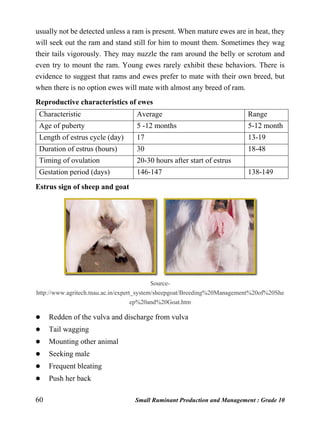 60 Small Ruminant Production and Management : Grade 10
usually not be detected unless a ram is present. When mature ewes are in heat, they
will seek out the ram and stand still for him to mount them. Sometimes they wag
their tails vigorously. They may nuzzle the ram around the belly or scrotum and
even try to mount the ram. Young ewes rarely exhibit these behaviors. There is
evidence to suggest that rams and ewes prefer to mate with their own breed, but
when there is no option ewes will mate with almost any breed of ram.
Reproductive characteristics of ewes
Characteristic Average Range
Age of puberty 5 -12 months 5-12 month
Length of estrus cycle (day) 17 13-19
Duration of estrus (hours) 30 18-48
Timing of ovulation 20-30 hours after start of estrus
Gestation period (days) 146-147 138-149
Estrus sign of sheep and goat
Source-
http://www.agritech.tnau.ac.in/expert_system/sheepgoat/Breeding%20Management%20of%20She
ep%20and%20Goat.htm
 Redden of the vulva and discharge from vulva
 Tail wagging
 Mounting other animal
 Seeking male
 Frequent bleating
 Push her back
 