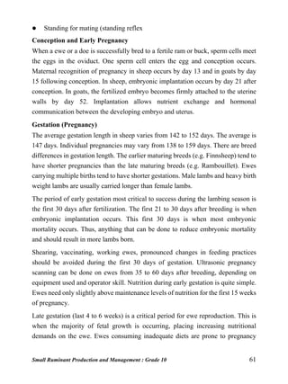 Small Ruminant Production and Management : Grade 10 61
 Standing for mating (standing reflex
Conception and Early Pregnancy
When a ewe or a doe is successfully bred to a fertile ram or buck, sperm cells meet
the eggs in the oviduct. One sperm cell enters the egg and conception occurs.
Maternal recognition of pregnancy in sheep occurs by day 13 and in goats by day
15 following conception. In sheep, embryonic implantation occurs by day 21 after
conception. In goats, the fertilized embryo becomes firmly attached to the uterine
walls by day 52. Implantation allows nutrient exchange and hormonal
communication between the developing embryo and uterus.
Gestation (Pregnancy)
The average gestation length in sheep varies from 142 to 152 days. The average is
147 days. Individual pregnancies may vary from 138 to 159 days. There are breed
differences in gestation length. The earlier maturing breeds (e.g. Finnsheep) tend to
have shorter pregnancies than the late maturing breeds (e.g. Rambouillet). Ewes
carrying multiple births tend to have shorter gestations. Male lambs and heavy birth
weight lambs are usually carried longer than female lambs.
The period of early gestation most critical to success during the lambing season is
the first 30 days after fertilization. The first 21 to 30 days after breeding is when
embryonic implantation occurs. This first 30 days is when most embryonic
mortality occurs. Thus, anything that can be done to reduce embryonic mortality
and should result in more lambs born.
Shearing, vaccinating, working ewes, pronounced changes in feeding practices
should be avoided during the first 30 days of gestation. Ultrasonic pregnancy
scanning can be done on ewes from 35 to 60 days after breeding, depending on
equipment used and operator skill. Nutrition during early gestation is quite simple.
Ewes need only slightly above maintenance levels of nutrition for the first 15 weeks
of pregnancy.
Late gestation (last 4 to 6 weeks) is a critical period for ewe reproduction. This is
when the majority of fetal growth is occurring, placing increasing nutritional
demands on the ewe. Ewes consuming inadequate diets are prone to pregnancy
 